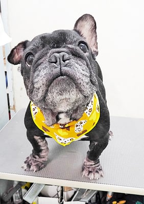 岸下すももちゃん