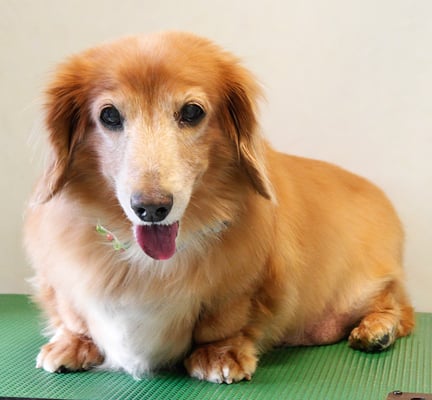 別府モモちゃん