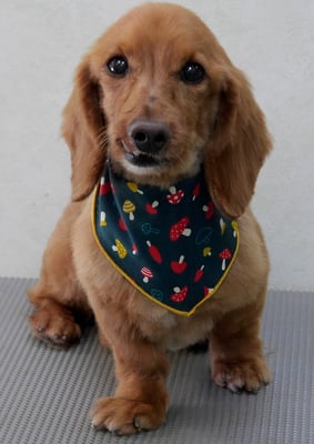 坂口ラッキーちゃん