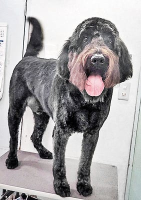 田代ロッティちゃん