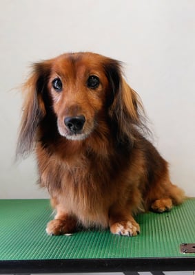 中塚チャロンちゃん