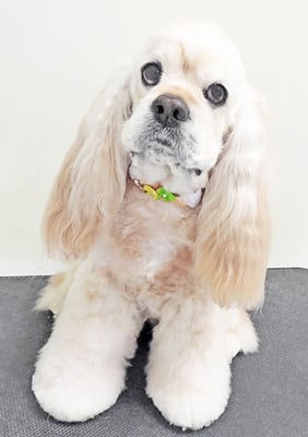 福富ベリーちゃん