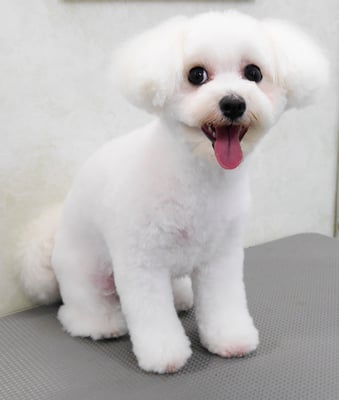 中島フワリちゃん