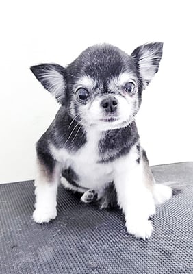 八木クロちゃん