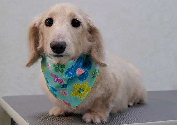 鳥越ハッピーちゃん