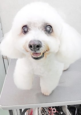 吉本ラピスちゃん