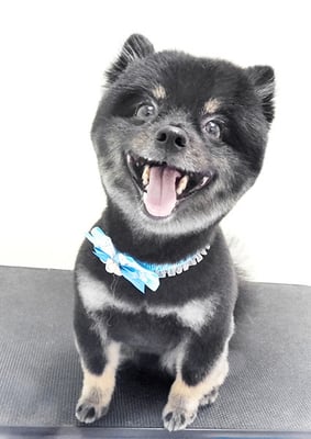 福山ポパイちゃん