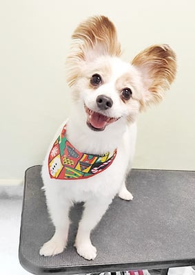 池田ラウルちゃん