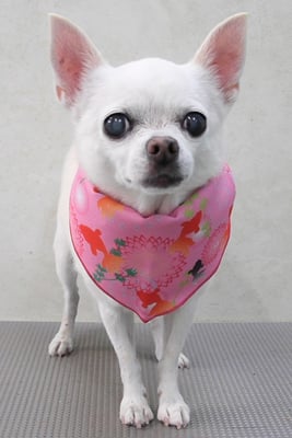 永瀬エルメちゃん