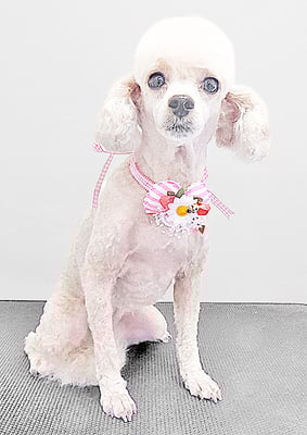 新留モコちゃん