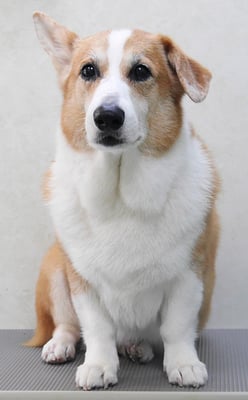 西方レオちゃん