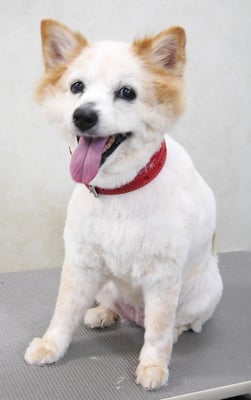 松木チャコちゃん