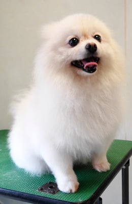 森崎ピュアちゃん