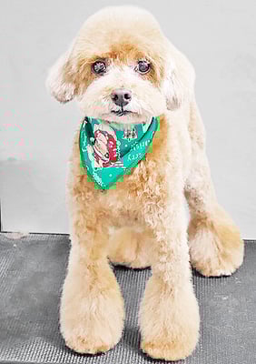 平田小鉄ちゃん