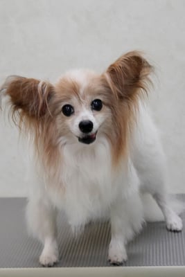 児島ヴィヴィアンちゃん