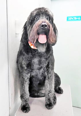 田代ロッティちゃん