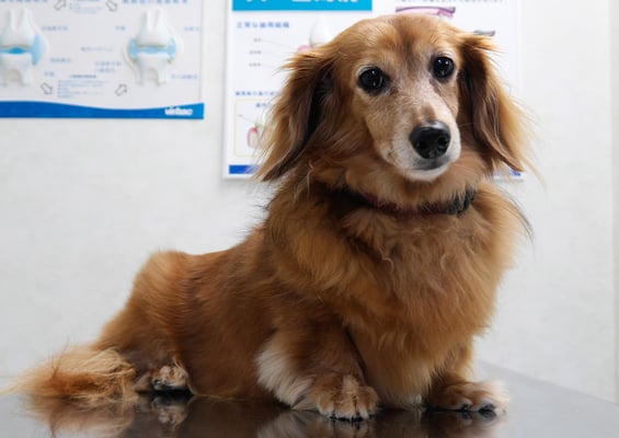 川吉モモちゃん