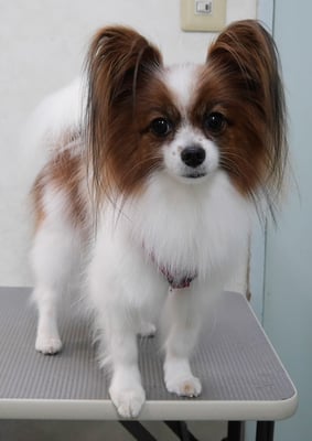 七枝ジャスミンちゃん