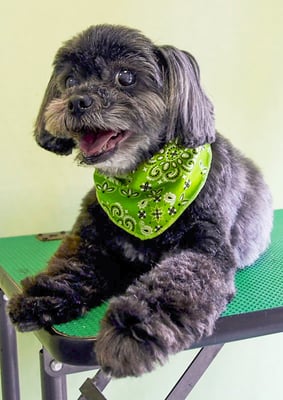 八郷ベンちゃん