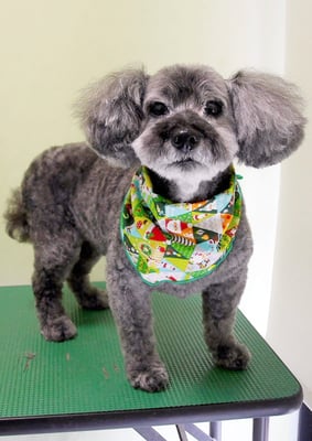 本渡プリンちゃん