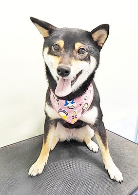 西元風子ちゃん