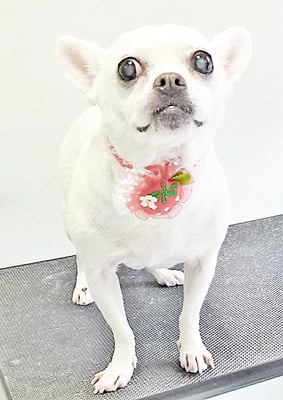 新山ランちゃん