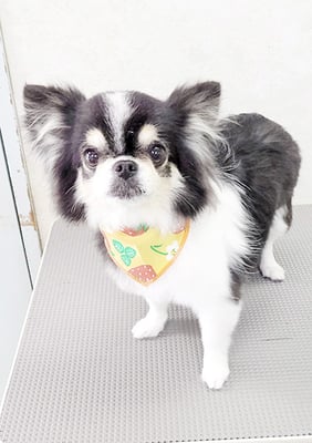 吉村はなちゃん