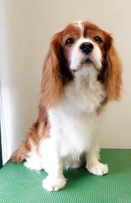 久永ココロちゃん