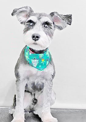 新田ジジちゃん