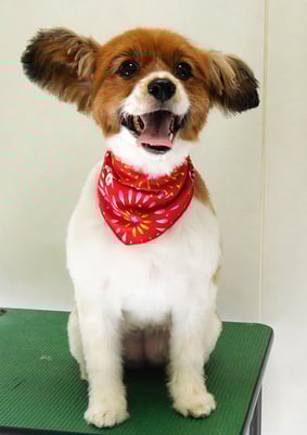 玉利ユズちゃん