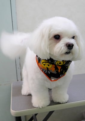 田代ジャスミンちゃん