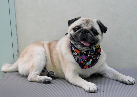 重野ルディちゃん