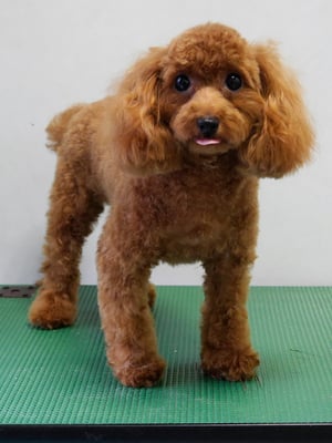 森崎ネネちゃん