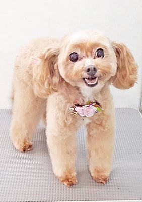 清正メイちゃん