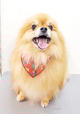 大井ポンタちゃん