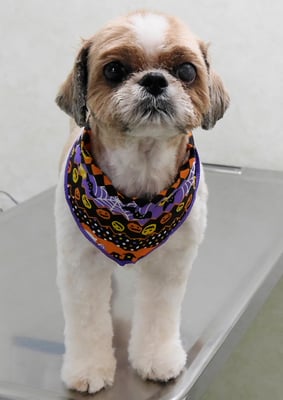 有留コロちゃん