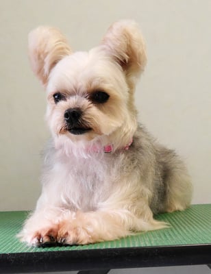 岡元ベリーちゃん