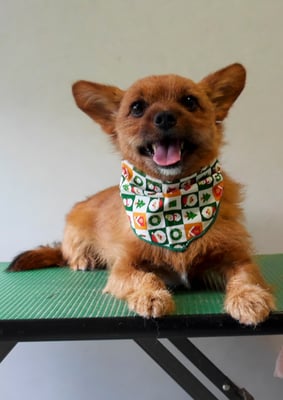 助村るぅちゃん