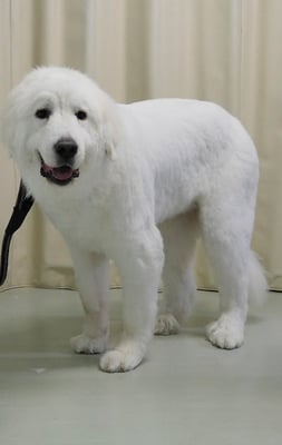 濱田みるくちゃん