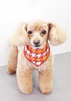 森崎ネネちゃん