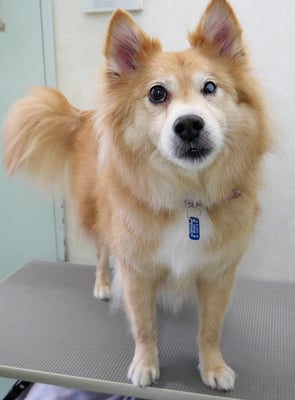 菊池ゴンちゃん