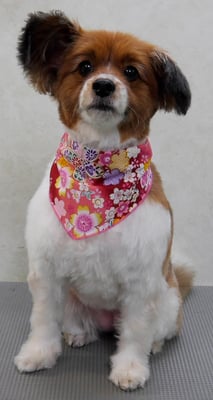 玉利ユズちゃん