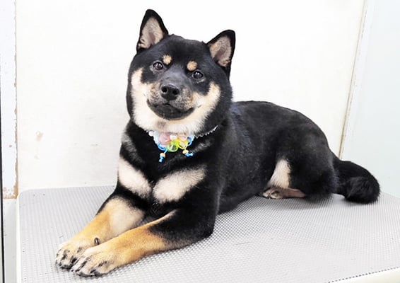 馬場ハルクちゃん