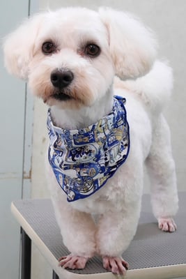 下野こまるちゃん