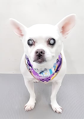 新山ランちゃん