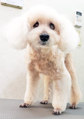 佐藤ナルトちゃん