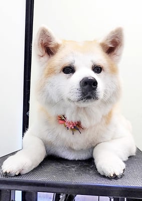 下高原サミイちゃん