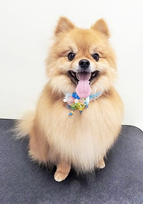 大井ポンタちゃん