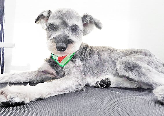 西野来斗ちゃん