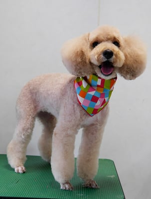 岩元アップちゃん